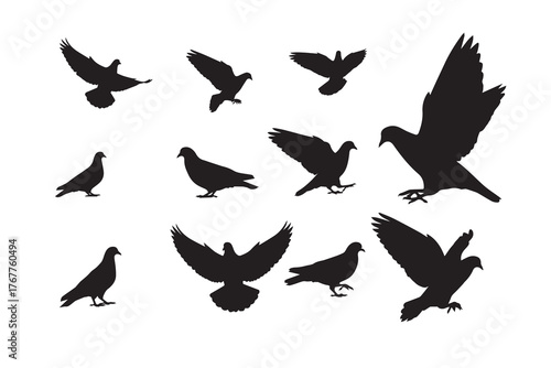 Silhouette of pigeons in different poses isolated on white background collection of black bird silhouettes vector illustration of flying and standing doves set of pigeon silhouettes