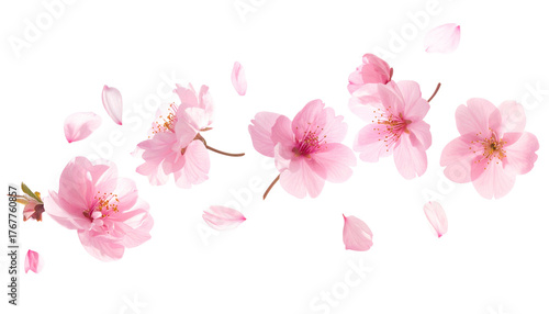 PNG Floating Sakura Flowers and Petals, Elegant Floral Element