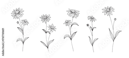 Hand drawn set of echinacea flowers. Flowers and leaves. Medicinal plant, herbal tea ingredient.