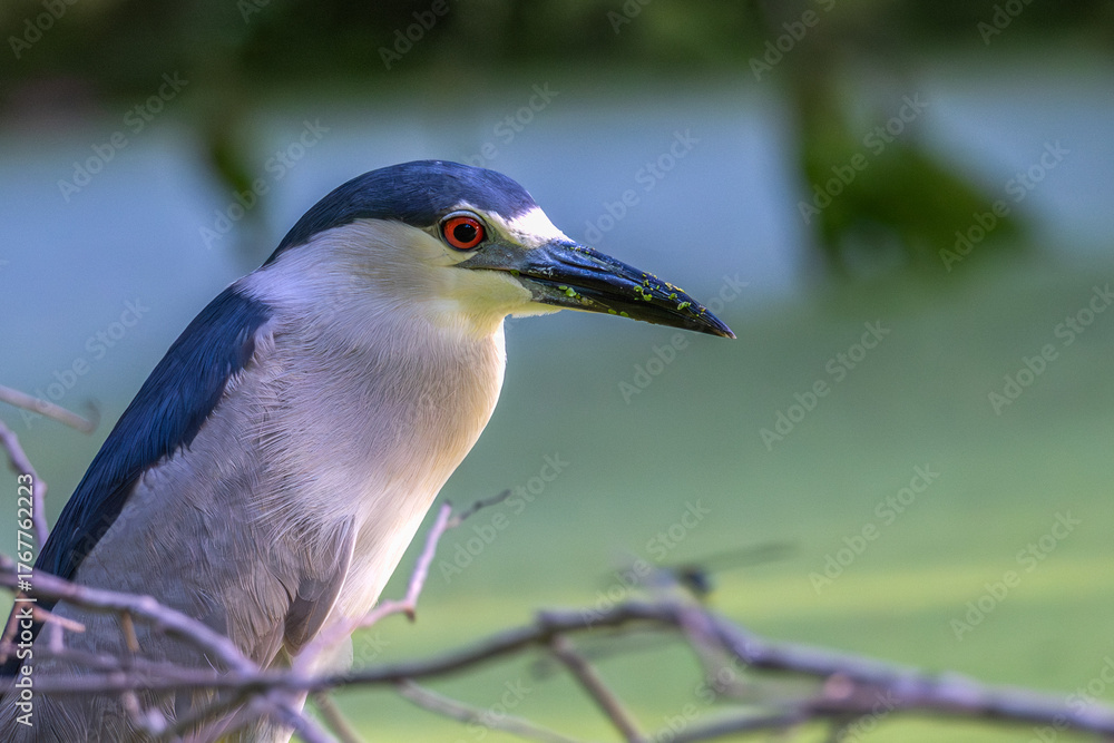 Obraz premium Portrait of a black-crowned night heron.