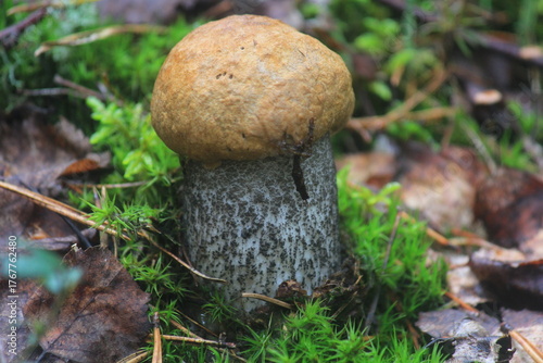aspen mushroom in a summer forest