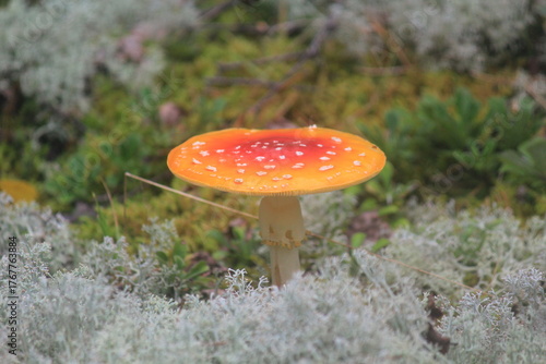 fly agaric mushroom