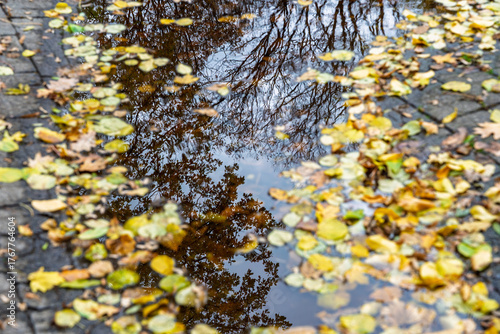 Autumn puddle mirrors bare branches while yellow leaves frame edges poetic city park reflection after rain