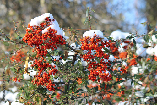 the bright rowan tree turns red in the winter sun