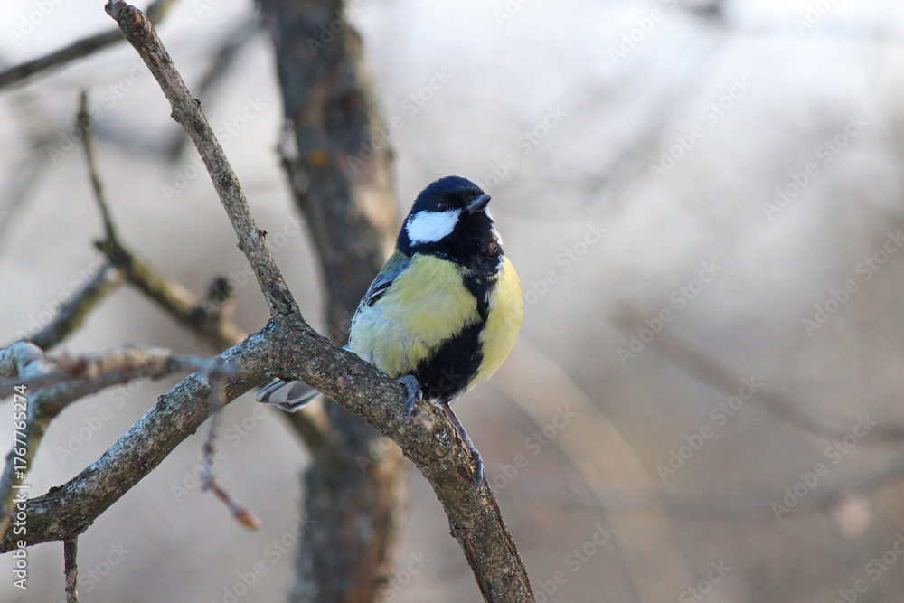 Fototapeta premium bright tit hides in the forest thicket