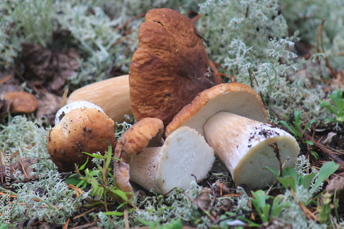 Freshly cut porcini mushrooms lie on white moss in the forest