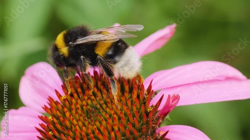 A very close up of a bumble bee collecting nectar from the pink flower blossom on a sunny day