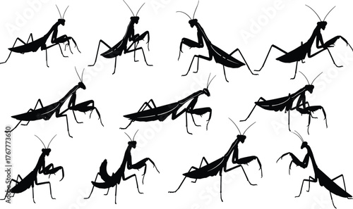 Multiple black silhouettes of Praying Mantis insects, showcasing various hunting, defensive, and standing poses, symbolizing nature, insects, predator, and wildlife.