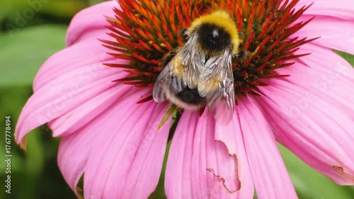 A very close up of a bumble bee collecting nectar from the pink flower blossom on a sunny day