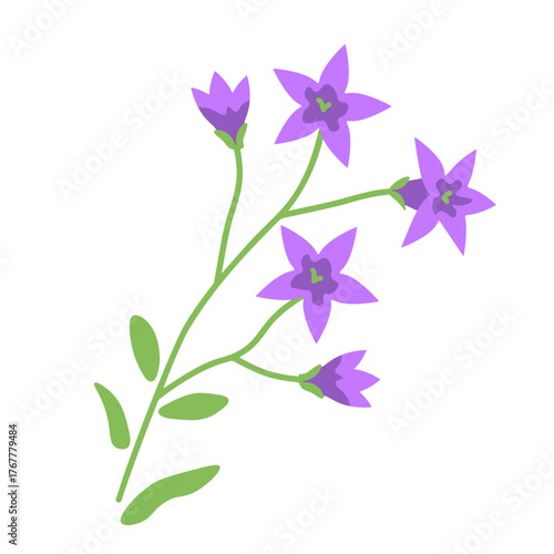 Spreading bellflower vector decorative illustration