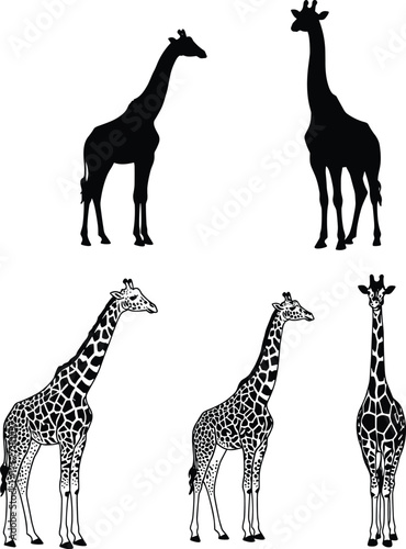 Giraffe silhouette set, African wildlife art, giraffe illustration, tall animal design, nature vector, savanna wildlife, giraffe pattern, wild animal graphic