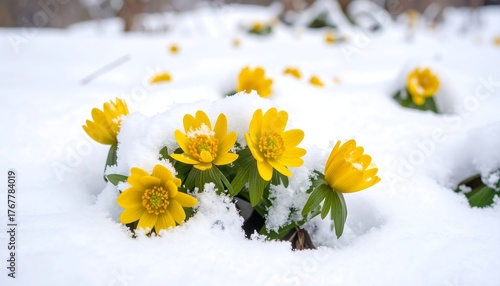 Fototapeta Naklejka Na Ścianę i Meble -  Yellow flowers in fresh snow