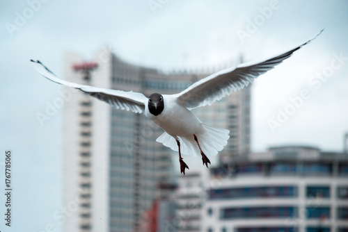 Seagull flying in the air with city background