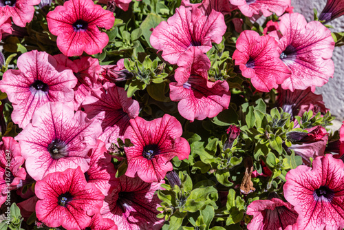 Wallpaper Mural Vibrant Pink Petunias Torontodigital.ca