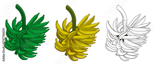 vector illustration of banana.Green banana and fruit banana.Bunch of Bananas in Outline
Line Art.Banana kerala name in nendrapazham., 