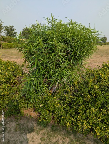 A view of a green bush with long leaves in a park on a sunny day outside