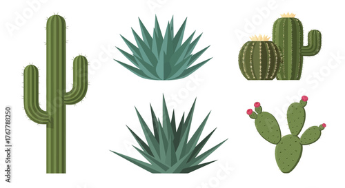 A diverse collection of illustrated desert cactus and succulent plants.