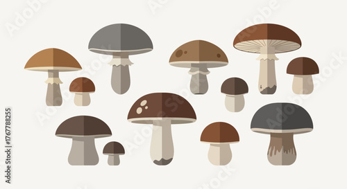 A diverse collection of illustrated forest mushrooms.