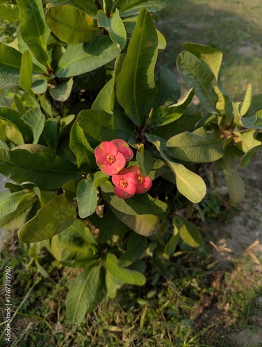 Close up of a crown of thorns plant with red flowers and green leaves outdoors