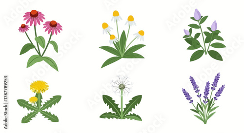 Assortment of Colorful Wildflower Illustrations on White Background.