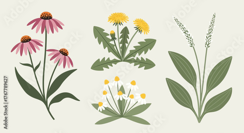 Botanical Illustration of Echinacea, Dandelion, and Plantain Plants.