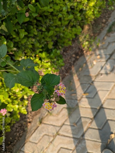 Close up of lantana flowers with green leaves next to a brick pathway outdoors