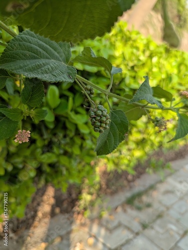 A close up of green berries and leaves on a plant in an outdoor setting