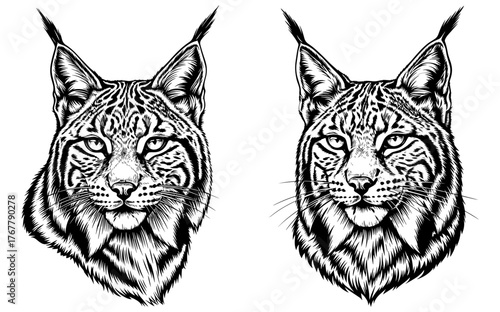 Two lynx heads, showcasing intricate details and unique patterns of the animal