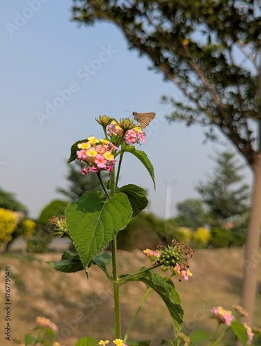 A small brown moth perched on a lantana flower in a garden on a sunny day