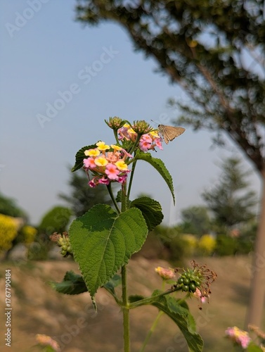 A close up of a lantana flower with a butterfly perched on one of the petals