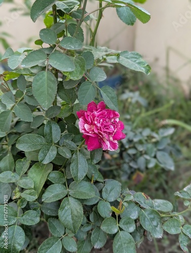 Close up of a pink and white rose in full bloom surrounded by green leaves