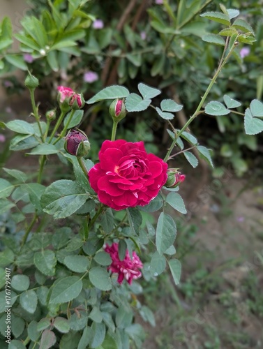 A close up of a vibrant red rose surrounded by buds and green foliage outdoors