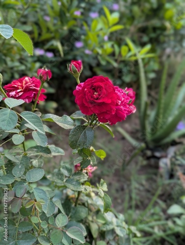A close up of a red rose bush with green leaves in a garden setting outdoors