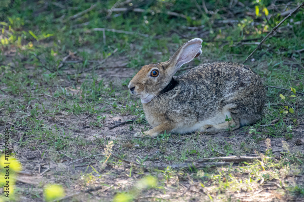 Fototapeta premium An Indian hare is seen resting on the ground. This medium-sized hare has long ears, large eyes, and a brownish-grey coat, blending into its habitat.