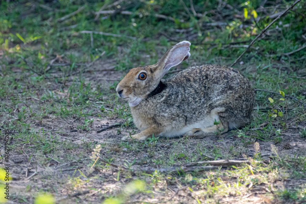 Fototapeta premium An Indian hare is seen resting on the ground. This medium-sized hare has long ears, large eyes, and a brownish-grey coat, blending into its habitat.
