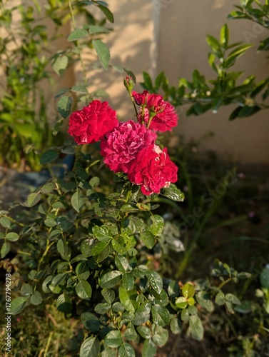 Close up of a red rose bush with lush green leaves in a garden setting outdoors