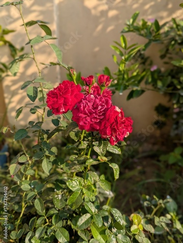 A close up view of a red rose bush with green leaves in a garden setting