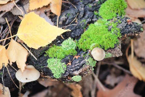 Close-up of a small oak sapling with vibrant red leaves against a background of fallen brown leaves and grass