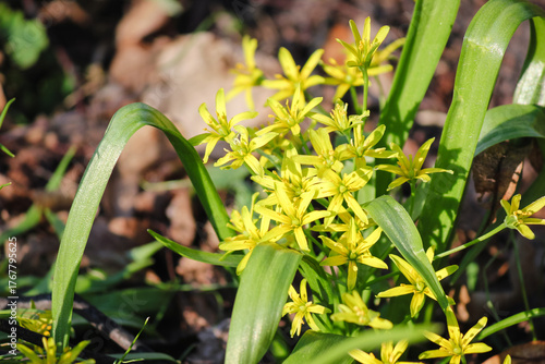 Close-up of vibrant yellow Star of Bethlehem (Gagea) wildflowers and green leaves blooming in spring sunlight