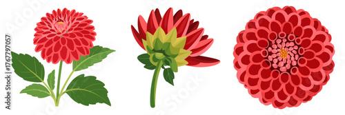 Dahlia blossom stages set, flower with leaves, opening bud, full round head, vibrant red petals, botanical vector, isolated
