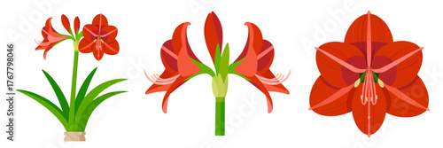 Crimson lily blossoms collection, open petals and star form, garden florals with leaves, decorative botanical vector, isolated background