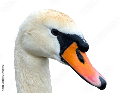 Close-up of a swan's head with detailed feathers, bright orange beak, and black background