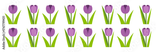 Purple tulip field pattern, repeating spring flowers, garden border collection, bulb blooms in rows, decorative vector set