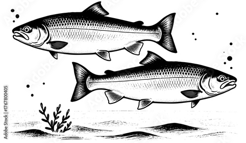 Vintage engraving of two salmon fish swimming underwater with seaweed. Detailed black and white etching illustration in classic naturalist style.