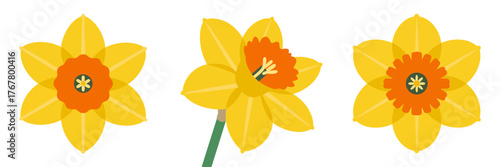 Yellow daffodil flowers, spring bloom collection, trumpet centers, green stems, botanical illustration, seasonal home decor, vector clipart, design