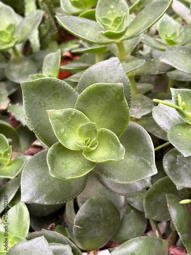 Close-up of fresh green succulent plant with thick fleshy leaves. Natural texture and vibrant greenery, perfect for botanical, eco, and minimal design concepts.
