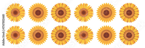 Sunflower row collection, bright seasonal blossoms, farmhouse style border, rustic garden motif, cheerful summer banner, vector clipart