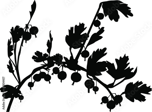 gooseberry branch black silhouette isolated on white