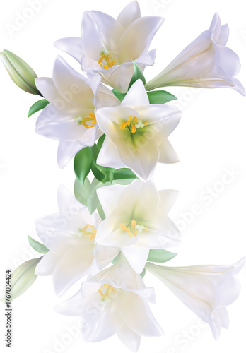 light lilies bunch with reflection on white background