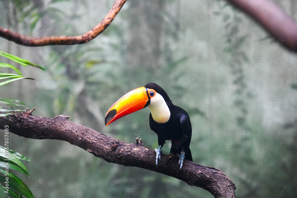 Fototapeta premium Toucan bird on a branch